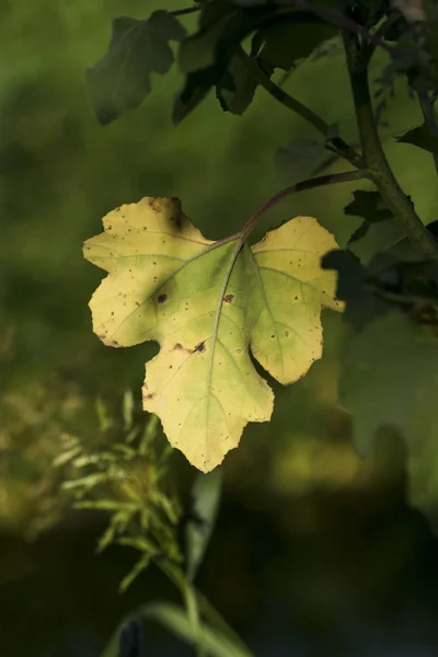 Träd löv faller på soluppgången ljus i skogen — Stockfoto