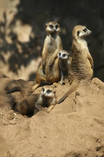 Meerkat hlídá jejich hnízdo v Africe — Stock fotografie