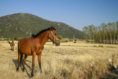 Doru atı yaylada otlamak için ayrıldı.
