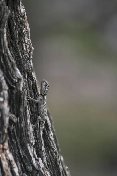 Liten ödla står på träd bark i skogen — Stockfoto