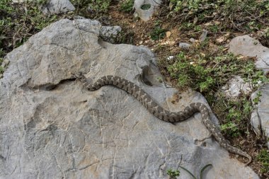 Türkiye 'de taşların üzerinde dolaşan Viper