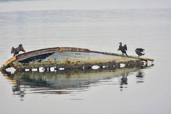 Бакланы на старой шлюпке в море в Турции — стоковое фото