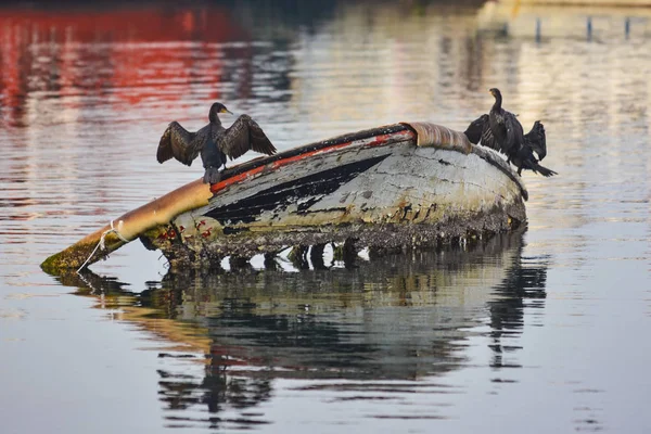 Cormoranes en el viejo bote en el mar en Turquía — Foto de Stock