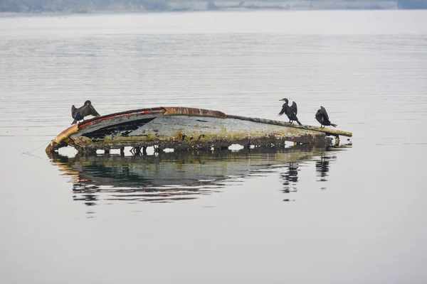 Cormorani su vecchio gommone in mare in Turchia — Foto Stock