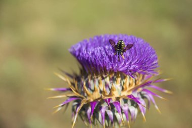 Çiçeklere dalan eşekarısı