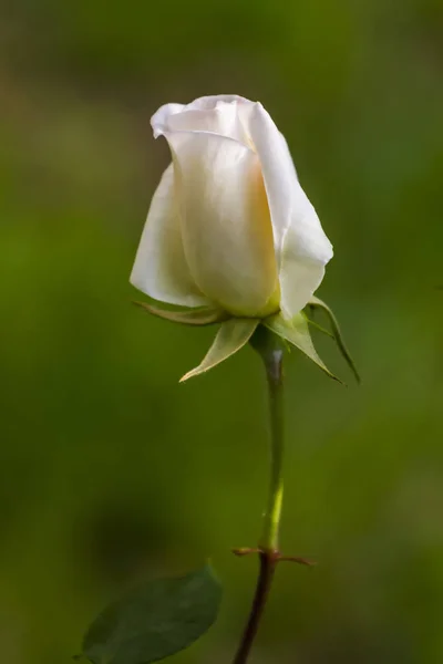 Rosa blanca de pie solo en el bosque — Foto de Stock