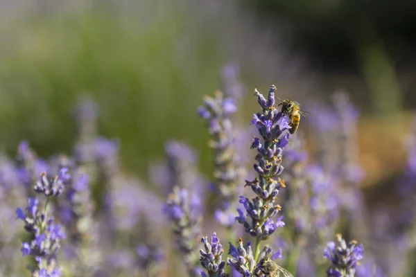 从图尔的薰衣草和薰衣草花中采集花粉的蜜蜂 — 图库照片