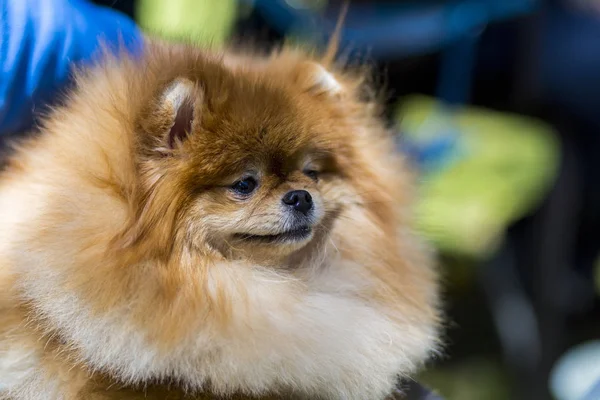 Kvinnlig pommerska med tungan ut — Stockfoto