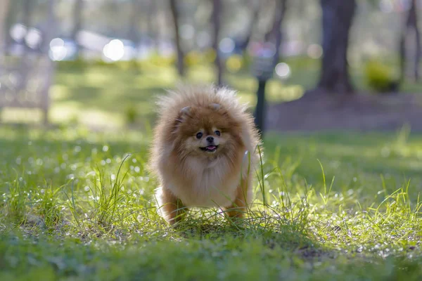 Samice pomeranian s vyplazeným jazykem — Stock fotografie