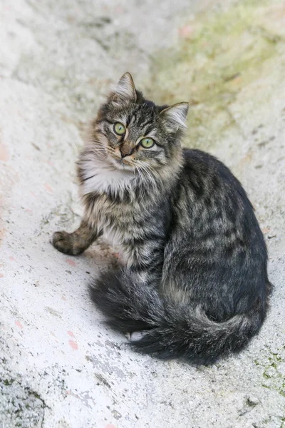 El gato de ojos verdes y su mirada yesilosa —  Fotos de Stock