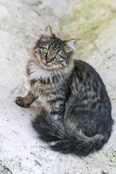El gato de ojos verdes y su mirada yesilosa —  Fotos de Stock