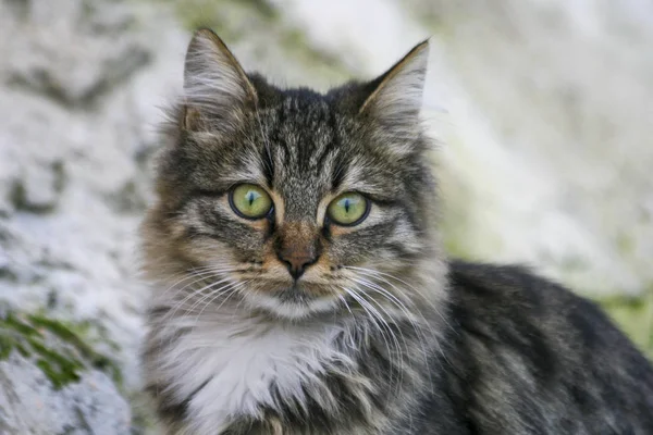 Зеленоокий кіт і його тактильний погляд — стокове фото