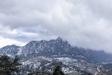 Snowy mountains behind pine trees