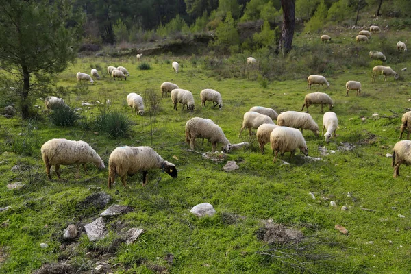 Kuddes schapen verspreid over de weiden van Yesil — Stockfoto