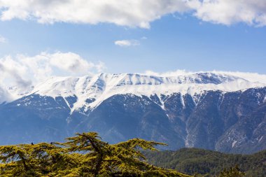 Türkiye 'de kurumuş sedir ve karlı dağ manzarası