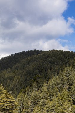 Türkiye 'de kurumuş sedir ve karlı dağ manzarası