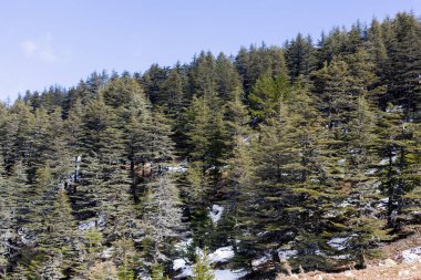 Türkiye 'de kurumuş sedir ve karlı dağ manzarası