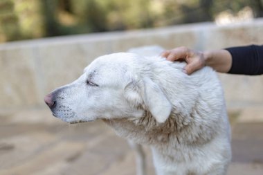 Türkiye 'de beyaz bir köpeği seven insan eli