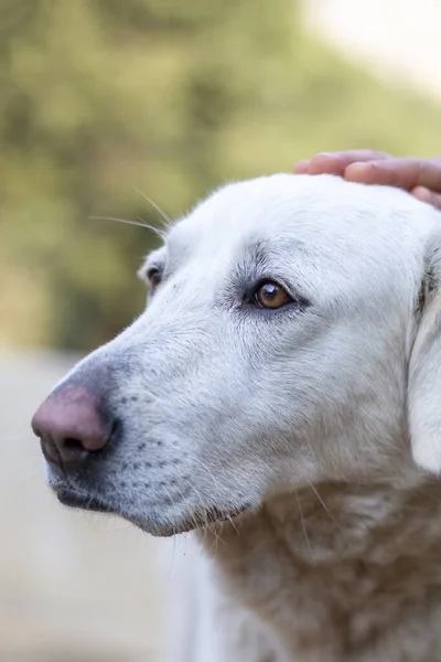 Human Hand Loves White Dog Turkey — Stock Photo, Image