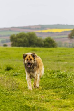İki köpek yan yana, biri zayıf, biri şişman..
