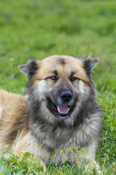 Een Speciaal Hondenras Turkije — Stockfoto