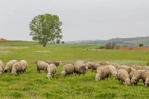 Oude Herder Weidt Zijn Schapen Turkije — Stockfoto