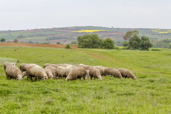 Old shepherd grazing his sheep in Turkey