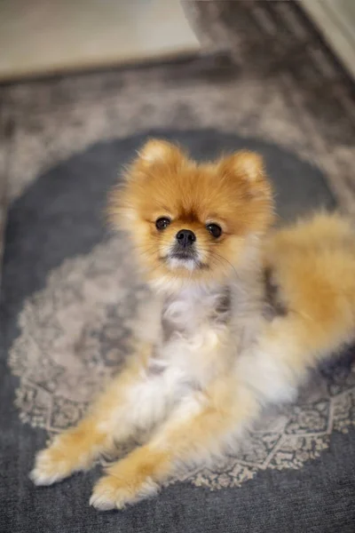 Alman spitz pomeranian köpeği oturuyor