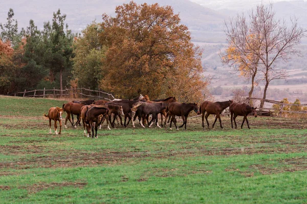 Cavalos Pastagem Espalhados Pelo Campo — Fotografia de Stock