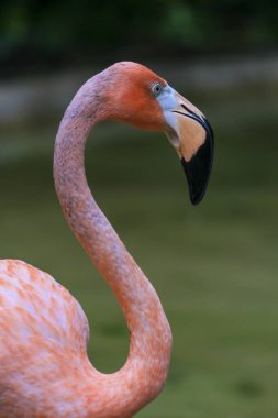 Meksika 'da renkli bir Flamingo' nun baş portresi.