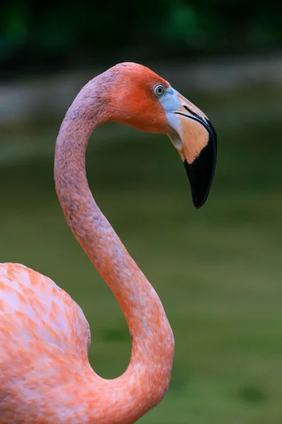 Huvudporträtt Färgglad Flamingo Mexiko — Stockfoto