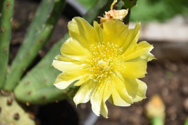 Çiçek açan kaktüs, Kaktüs Çiçeği