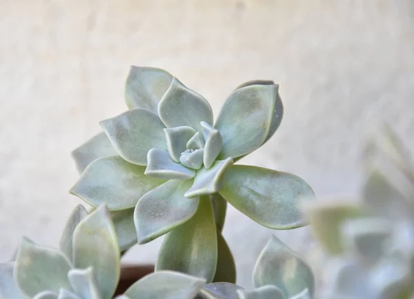 Bahçede ilkbaharda sulanır