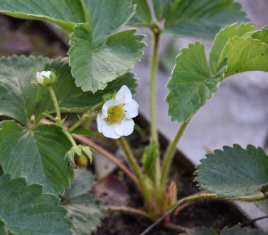 Çiçekli eşsiz arka bahçe bitkileri