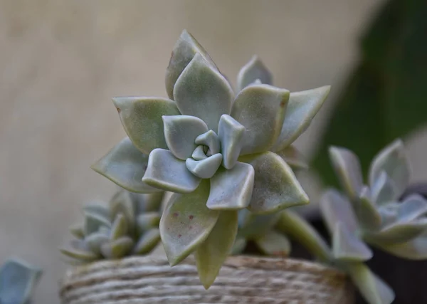 Succulents Spring Yard — Stock Photo, Image