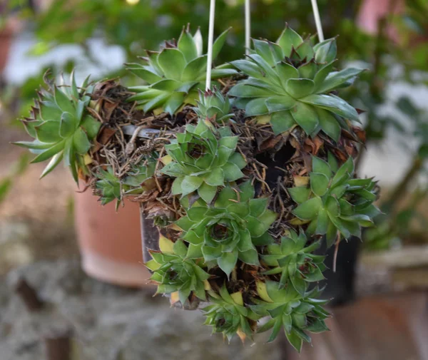 Succulents Spring Yard — 스톡 사진