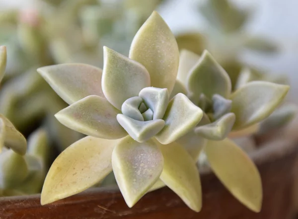 Succulents Spring Yard — Stock Photo, Image