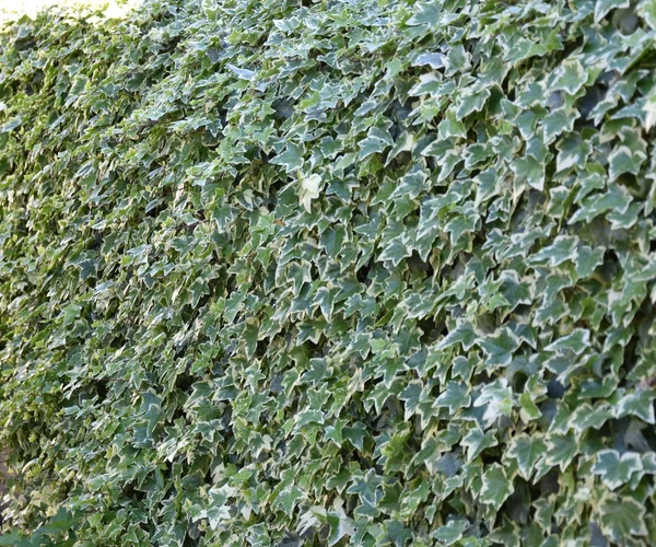 Ivy Fence Patio — Foto de Stock