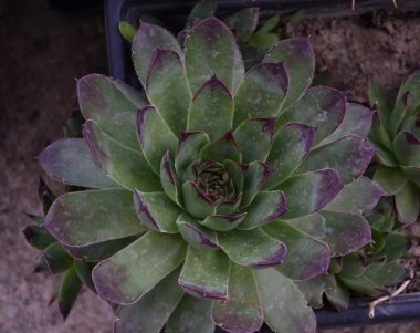 Bahçede ilkbaharda sulanır