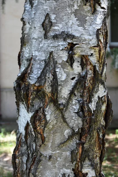 Berkenboom Met Gebarsten Schors — Stockfoto