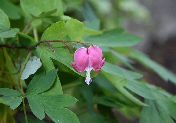 Unique backyard plants with flowers