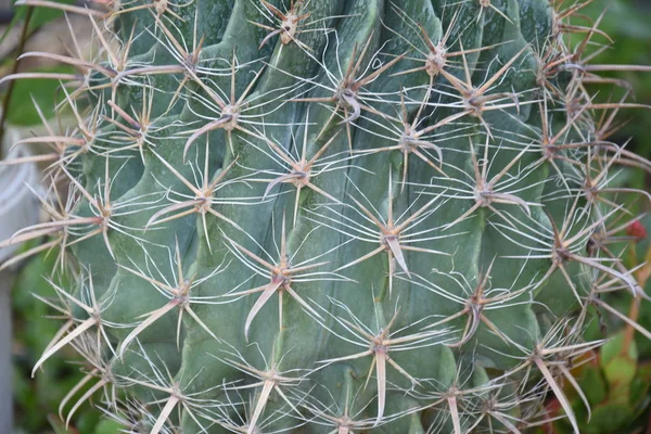 Cactus Viejo Con Espigas Patern —  Fotos de Stock