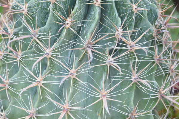 Old Cactus Spikes Patern — Stock Photo, Image