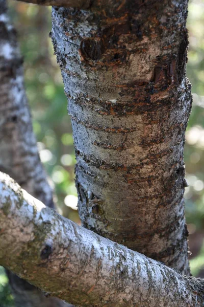 Bomen Met Hun Schors Textuur — Stockfoto