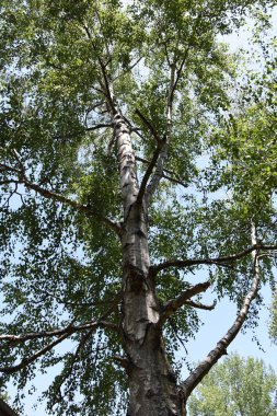 Kırık kabuklu huş ağacı 