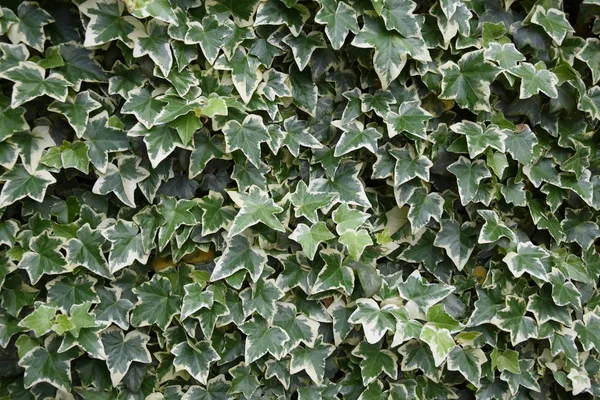 Ivy Fence Yard — Stock Photo, Image