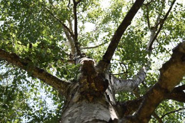 Kırık kabuklu huş ağacı 