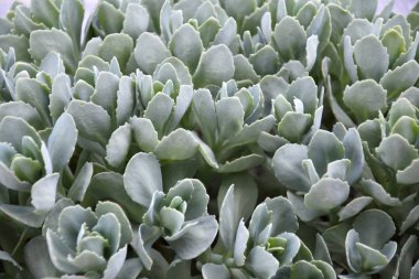 Bahçede ilkbaharda sulanır