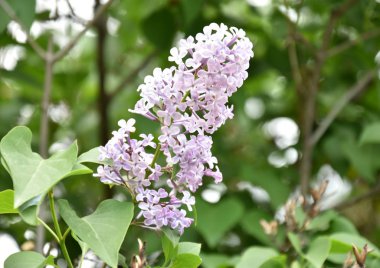 Çiçekli leylak ağacı