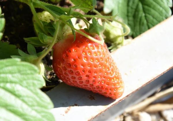 Ώριμες Φράουλες Που Εκτρέφονται Γλάστρες — Φωτογραφία Αρχείου